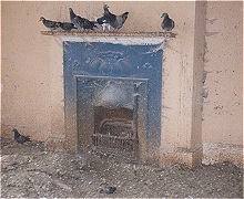 Pigeons, Faeces and Debris, and Nesting Materials