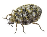 Carpet Beetle