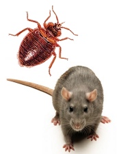 Pest Control London Bed Bugs and Rats