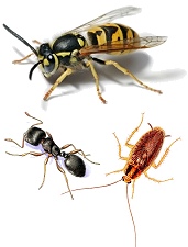 Pest Control London Wasps, Ants and Cockroaches