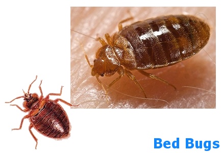 Bedbugs