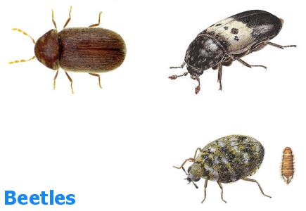 Beetles