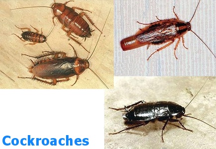 Cockroaches