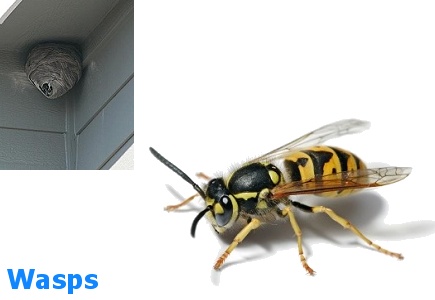 Wasps