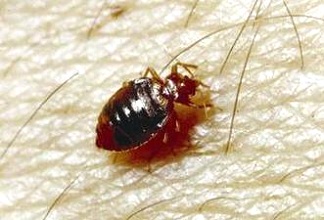 Bed Bug Infestation