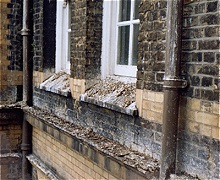 Bird Faeces and Debris