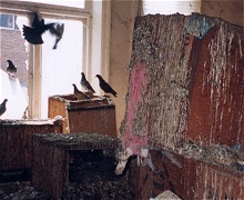 Pigeons, Guano and Debris, and Nesting Materials