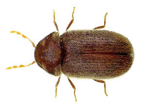 Photo of a Biscuit Beetle