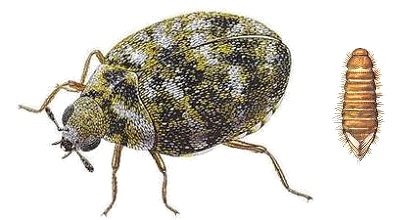 London Varied Carpet Beetle