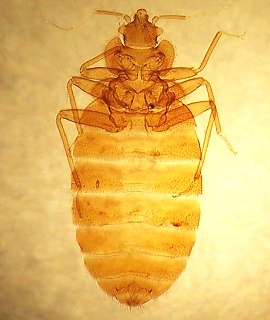 Bed Bug: Cimex Lectularius