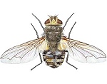 Cluster Fly