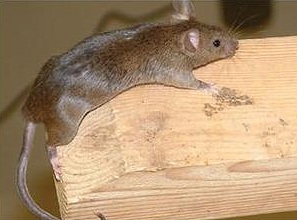 Rat