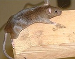 Common Rat