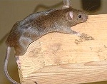 Common Rat