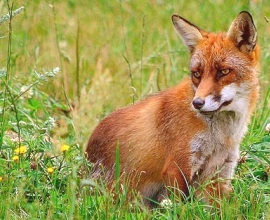 Red Fox