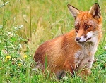 Red Foxes