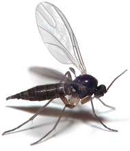 Fungus Gnat Control Pest Control London Professional Treatment Of Fungus Gnat Control Pest Control London Professional Treatment Of