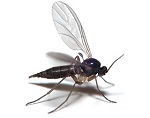 Fungus Gnat