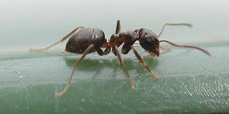 Garden Ant