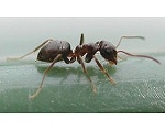 Garden Ant