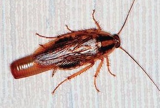 German Cockroach