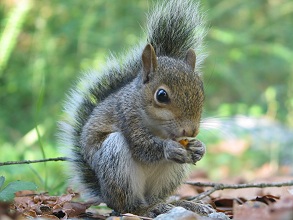 Grey Squirrel