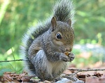 Grey Squirrel