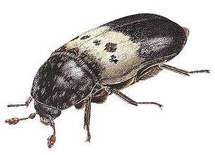 Larder Beetle