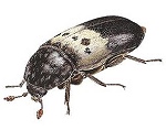 Larder Beetle