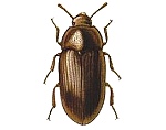 Lesser Mealworm Beetle