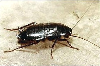 Oriental Cockroach