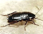 Oriental Cockroaches