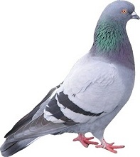 Pigeon