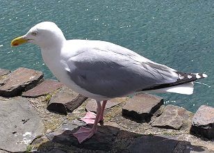 Sea Gull