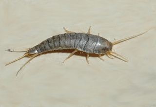 Close up Photo of a Silverfish