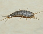 Silverfish