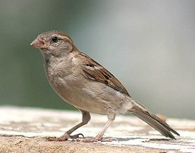 Sparrow