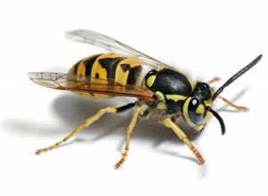 Wasp