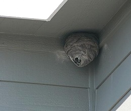 Wasp Nest