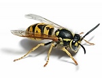 Wasps